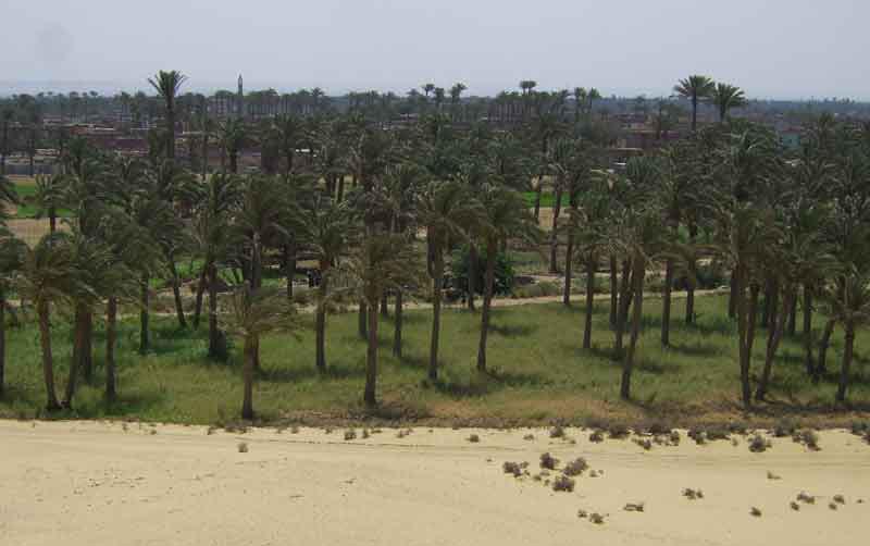 Vue de la palmeraie au sud du village d'Ezbet el-Licht, depuis la nécropole de Sésostris Ier © D. Lorand 2009